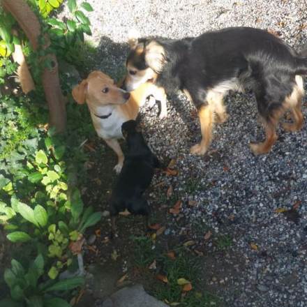 Vera U Divano E Coccole Per Tutti Pensione Per Cani A Massa