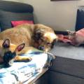 https://it.holidog.com/ImagesPetSitters/24E23505-4E45-42DC-836B-A383B3244792_square_120.jpg 387286-0