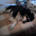 https://it.holidog.com/ImagesPetSitters/2548709D-1407-41A1-AEFE-1B7DF495C45C_square_120.jpg 5932-1