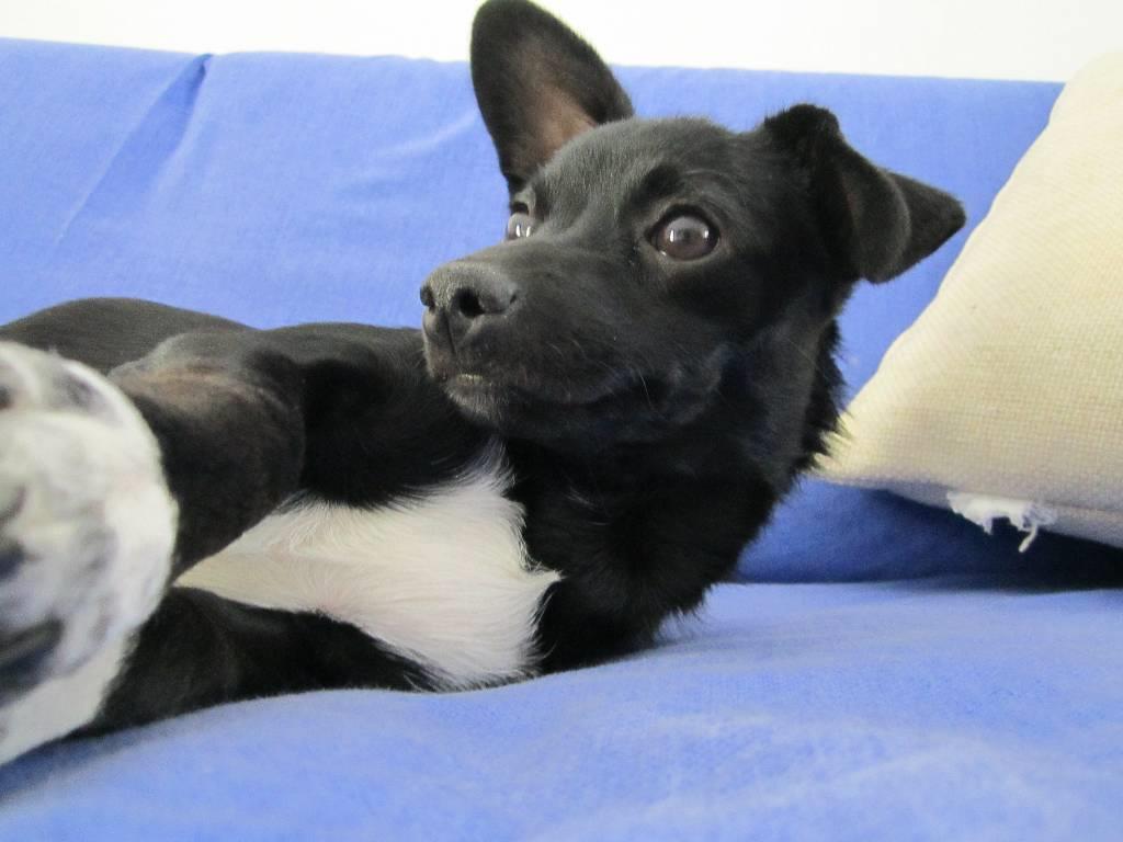 dog-sitter al silvia 443f4712-feac-45b6-b5f1-879dfdc96f29