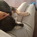 https://it.holidog.com/ImagesPetSitters/277A87BD-76FC-40DF-AF87-3498220B919D_square_120.jpg 363696-1