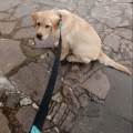 https://it.holidog.com/ImagesPetSitters/28A3F5A1-F0E5-40A5-BB02-84A344F9FDDB_square_120.jpg 363696-3