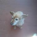 https://it.holidog.com/ImagesPetSitters/28CD7D97-E26C-4061-BE32-EF0E4FC901CF_square_120.jpg "felicita'-per-gli-animali"-12455-1