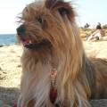 https://it.holidog.com/ImagesPetSitters/29BE35FA-2C29-44C3-B10E-019227D30159_square_120.jpg Pet-Lover-369921-1