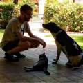 Dog/catsitter-e-Volontario-ENPA--408939-3