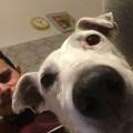 https://it.holidog.com/ImagesPetSitters/2A47735A-2F5A-496F-856C-58B0B1A1DE20_square_120.jpg Fornisco-coccole-174640-0