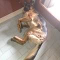 https://it.holidog.com/ImagesPetSitters/2A6EECFD-FB03-4A59-B7A9-19360013D23A_square_120.jpg Casa-privata-per-il-relax-del-t🐶-379742-3