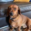 https://it.holidog.com/ImagesPetSitters/2A78E08D-3372-4C3C-8645-9E30861C8B5D_square_120.jpg 370313-2