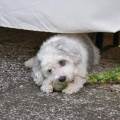 https://it.holidog.com/ImagesPetSitters/2A95127C-8E85-410E-A054-008D0EEAA970_square_120.jpg Per-il-tuo-amico-a-quattro-zampe?-173648-3