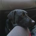 Vet-Nurse-certificata--405392-0