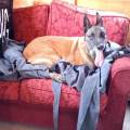 Empatia-canina-383405-0