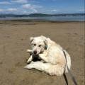 Dog-sitter-in-campagna-408299-2