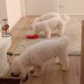 https://it.holidog.com/ImagesPetSitters/2D0E73C4-6512-42B0-83EB-8129ED284E8B_square_120.jpg Cura,-amore-e-attenzione--369658-3