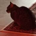 https://it.holidog.com/ImagesPetSitters/2DFD5ABE-2267-4CEE-945B-B1B8E9A02B21_square_120.jpg Pet-sitter-373994-2