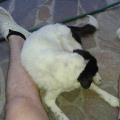 https://it.holidog.com/ImagesPetSitters/2F45278A-9651-4180-B4AB-78ADF7D27D4D_square_120.jpg 5932-2
