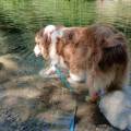 https://it.holidog.com/ImagesPetSitters/2FE3FF88-DF85-4B65-B76A-A51908005513_square_120.jpg 408644-3
