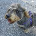 https://it.holidog.com/ImagesPetSitters/30776354-E07D-4F14-832A-860450738EB8_square_120.jpg Amore-e-coccole-in-vostra-assenza-77259-3