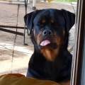 https://it.holidog.com/ImagesPetSitters/30AA740B-8FC5-4D86-8AE5-F22E8F271A84_square_120.jpg Amante-degli-animali--141272-1