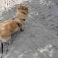 https://it.holidog.com/ImagesPetSitters/35D91787-3872-4616-9F44-50DA463B183E_square_120.jpg Pet-Sitting-a-domicilio-372165-2