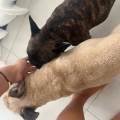 Amore-cagnolino-373342-2