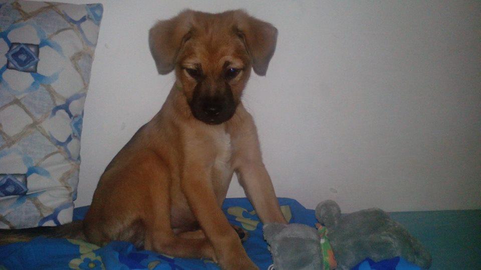 dog-sitter al nadia bee455a5-6f64-4a1b-976b-a2c867081183