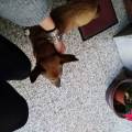 https://it.holidog.com/ImagesPetSitters/38675394-0B5C-447D-A7C5-9AAA1F3BD7BF_square_120.jpg Pet-sitter-esperta-e-amorevole.-107432-2
