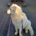 amore-e-rispetto-per-gli-animali-9647-1
