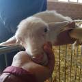 Tanto-Amore-per-i-tuoi-animali-112352-3