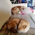 https://it.holidog.com/ImagesPetSitters/3ED93F8B-5651-4DFA-89FC-6EBAA76A56ED_square_120.jpg MI-365440-3