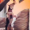 https://it.holidog.com/ImagesPetSitters/3FCC9477-9B8C-49C8-9248-47728BC43083_square_120.jpg 9181-2