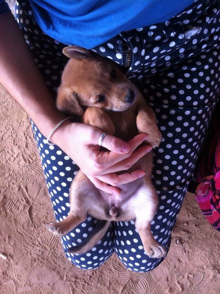 dog-sitter to adele 21f28f87-9469-462d-8412-de991d5450bd