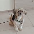 https://it.holidog.com/ImagesPetSitters/4086A213-8538-4489-A336-969A02810E4A_square_120.jpg Pronto-per-una-passeggiata?-387622-0