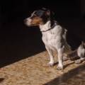 https://it.holidog.com/ImagesPetSitters/40BD3D5D-75A2-463B-A708-B974CBF1AC03_square_120.jpg Nintendogs-nella-vita-reale-212842-1