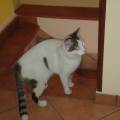 cani-e-piccoli-animali-esotici--90046-1