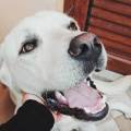 https://it.holidog.com/ImagesPetSitters/41A62B76-5B83-423A-8744-036945B7854C_square_120.jpg Passeggiate-e-compagnia-🐕-412608-1