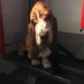 https://it.holidog.com/ImagesPetSitters/41D0A4F5-3071-49AA-ABFD-48ACE0C0B467_square_120.jpg animalandia--59250-3