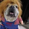 Pet-sitter-responsabile-e-paziente-402460-3