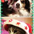https://it.holidog.com/ImagesPetSitters/42412210-8B7B-4330-B2A1-239A354904FB_square_120.jpg Pet-Sitter--138843-0