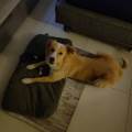 https://it.holidog.com/ImagesPetSitters/428A0792-E6B4-444E-B816-CF03AA3D6556_square_120.jpg Pet-Sitting-a-domicilio-372165-3