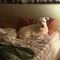 https://it.holidog.com/ImagesPetSitters/436879B6-F2C7-47B9-8FFF-BEF0A096EC93_square_120.jpg Il-paradiso-di-Cindy--372136-0