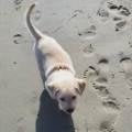 https://it.holidog.com/ImagesPetSitters/4370E2FC-9F6C-4DDD-90F6-F87AB8A53DEA_square_120.jpg Passeggiate-e-compagnia-🐕-412608-3