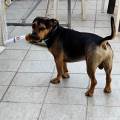 Il-cane-il-miglior-amico-dell'uomo-274322-2