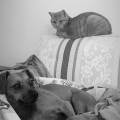 https://it.holidog.com/ImagesPetSitters/441B77AE-C795-4F69-923F-A20CABA9FD58_square_120.jpg Vi-aiuto-io!-126283-0
