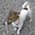 https://it.holidog.com/ImagesPetSitters/448B6860-EBFA-4A05-BAF8-7BD8383F9BA0_square_120.jpg paradiso-dei-cani-22072-0