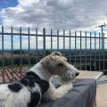 https://it.holidog.com/ImagesPetSitters/45338C75-0C5F-479C-98C3-807B7F4B30F5_square_120.jpg Il-dog-sitter-che-i-cani-cercano!-408272-2