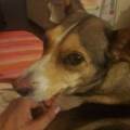 https://it.holidog.com/ImagesPetSitters/45984210-0F1C-4FDF-A8CA-1E1FAEBCBE3E_square_120.jpg Allieva-csen-211385-2