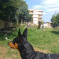 https://it.holidog.com/ImagesPetSitters/4704AAB2-B1AF-4F50-867C-F3B929C57041_square_120.jpg Pet-sitter-Caserta-41364-2