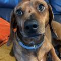https://it.holidog.com/ImagesPetSitters/479A0920-DEBC-47DC-9350-E89E010E9A3C_square_120.jpg 370313-1