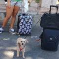 Amore-cagnolino-373342-0