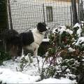 https://it.holidog.com/ImagesPetSitters/48F71863-1074-451B-A822-725B100C9411_square_120.jpg 367793-1